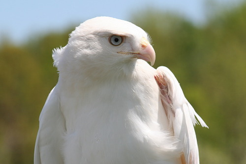 raptorwing:  A leucistic Red-tailed Hawk by Ron Warner.  Check out the source to see this particular hawk’s story.I love its lovely aqua eyes.