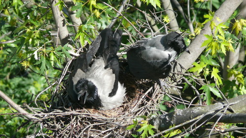 Серая ворона (Corvus cornix).часть 1