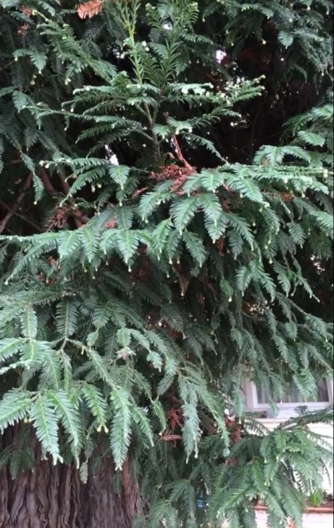 Sequoia sempervirens//Coast redwood