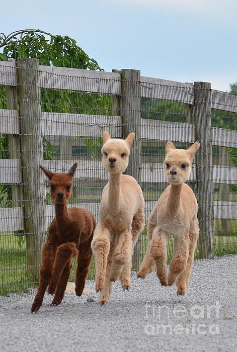 Deviating from the normal cat programming, here are some galloping baby alpacas. (via Sharon Miller)