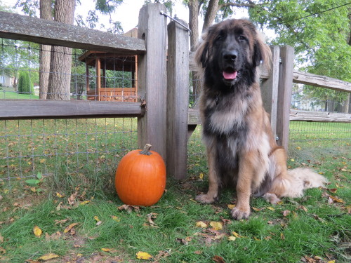 mapletheleonberger: Maple one year ago, and Maple present day!