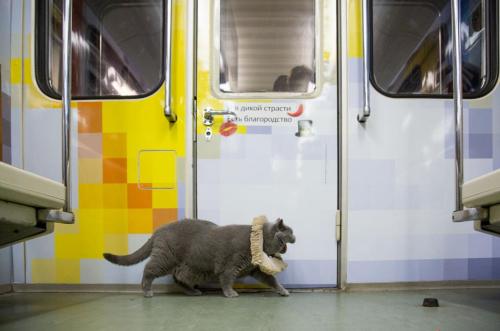 quillionaire:ohsoromanov:The Bard, The Cat and The Metro: British Feline Rides Moscow’s Shakespeare 