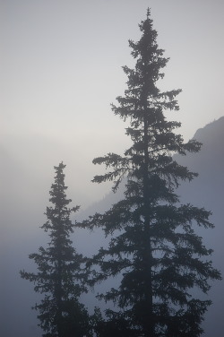 r2–d2:  Tree fog