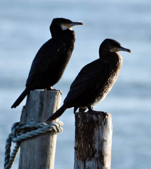 Great Cormorants (Phalacrocorax carbo)