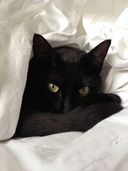 animals-addiction: Black cats are the most beautiful animal They really are!