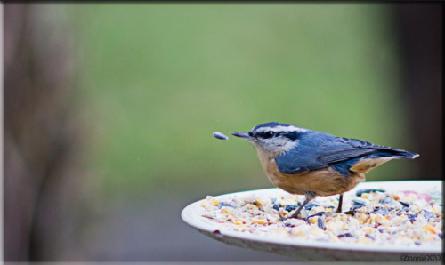 ridiculousbirdfaces: Compilation of birds dropping levitating food items. Species and Sources in ord