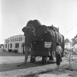 mpdrolet:      Ringling Bros. and Barnum &amp; Bailey Circus, 1949 Nina Leen    