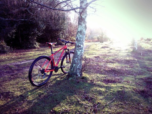 dragonhilldiaries:  Since moving back to the New Forest I’ve rediscovered mountain biking, the trail