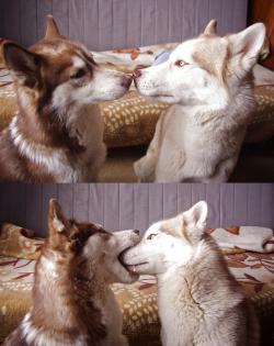 Dog-Husky:  How To French Kiss  Xd