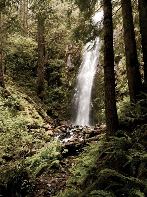 justapplyyourself:Tarbell Trail to Hidden Falls. Yacolt, WA.