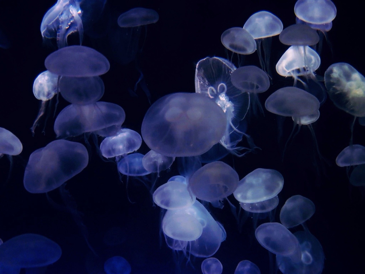 morbidlybrutal:  The Florida Aquarium in Tampa, Florida.  (05/20/15)