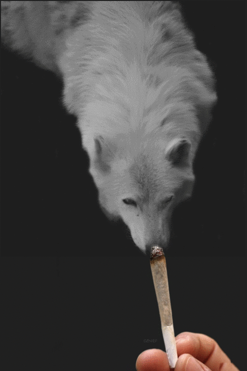 drugs and tv shows