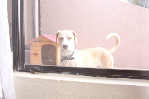 lsdzeppelin:  i was taking pictures of the new puppy  when i look out the window