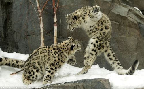 catsbeaversandducks:Kung Fu Cub TwinsThe playfighting moves of these two snow leopard cubs show why 