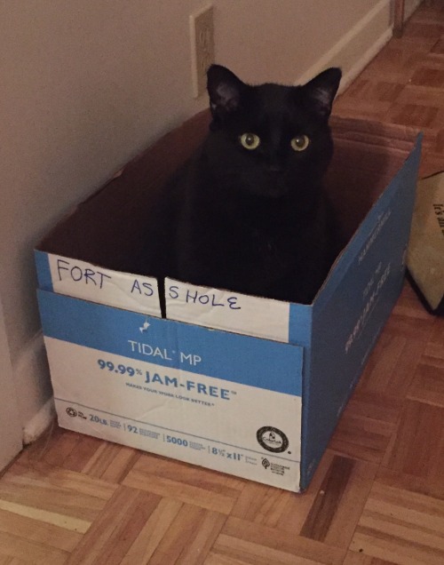 My sister’s cat got into this box after it was labeled.