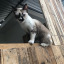 happyblued-blog