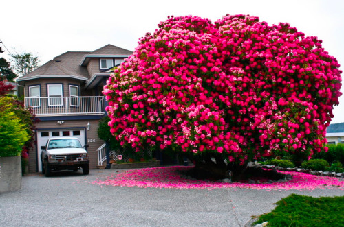 myunproductiveparadise: Behold, a 120+ year old rhododendron They rarely grow into anything larger t