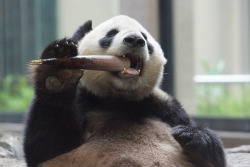 giantpandaphotos:  Ri Ri at the Ueno Zoo