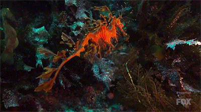 falabaloo:  Cosmos: A Space Time Odyssey (camouflage)   
