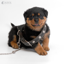 thecutestofthecute:  Rottweiler puppies By Tanya