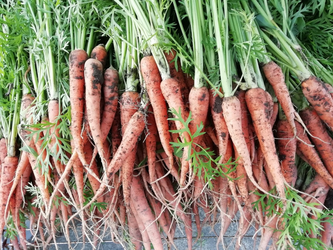 北海道の野菜ソムリエ ハタセです 畑で間引きした小さなニンジンを使った常備菜 北海道の野菜ソムリエ ハタセです 畑で間引きした小さなニンジンを使った常備菜
