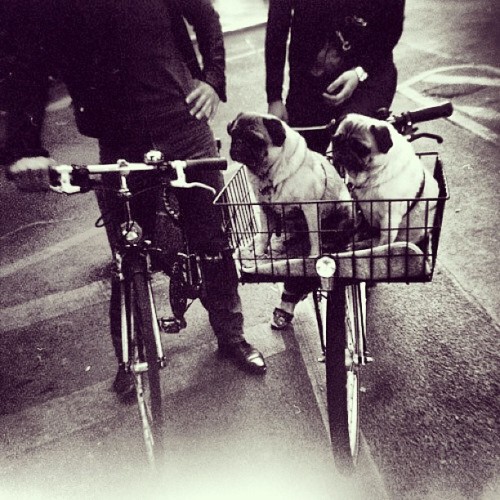 nymbco:  Let’s get real about Pugs and #bikes.