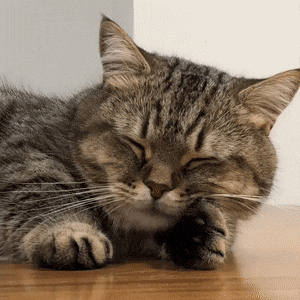 awwww-cute:  Making himself a nice little paw pillow (Source: https://ift.tt/2OeWjZd)