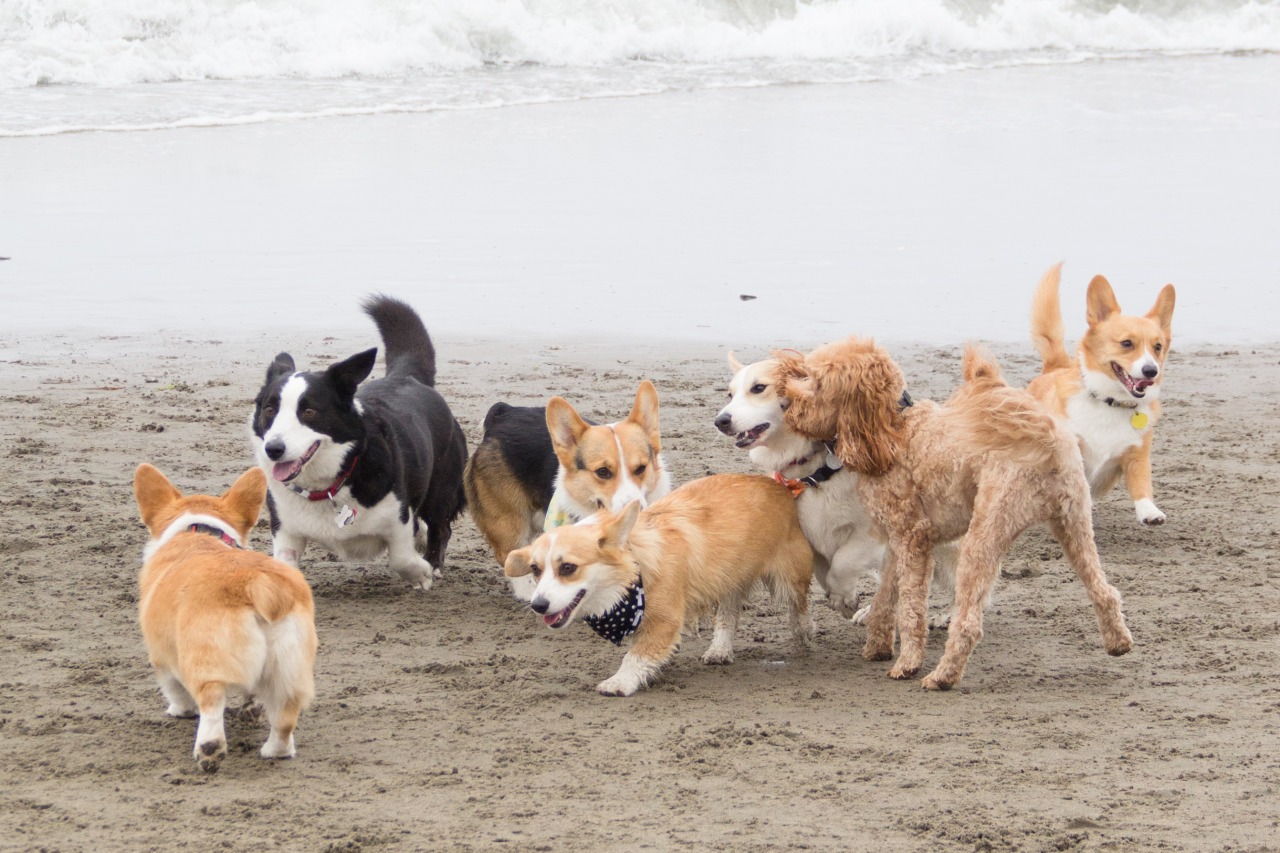 chubbythecorgi:  At NorCal Corgi Beach Day at Fort Funston. Got to meet some awesome