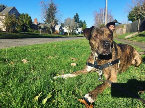 This is my very handsome friend, Marcus. #doglife #doggiedaycarelife #clubk9pdx (at Portland, Oregon