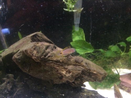 travisdukeman:Got a second peacock gudgeon today, i think the one I had before is a female (bigger y