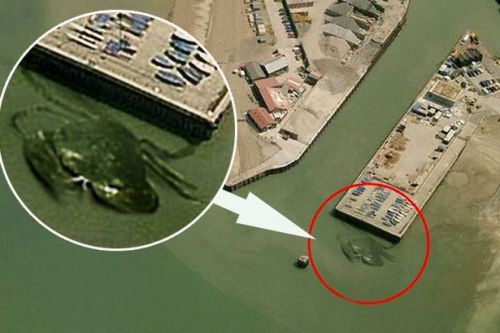 Crabzilla or Hoax?Is this a freakishly huge crab or just someone bored playing with photoshop? You m