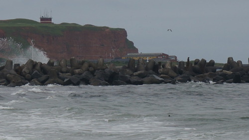 My own photography: Helgoland, Germany, taken 2018. The island’s cattle were once sacred to Fosite (