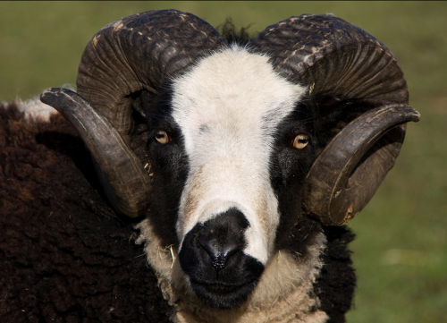 Jacobs Sheep (Ovis aries)