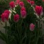 amorblogs-blog