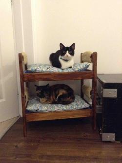 awwww-cute:  My friend built her cats a bunk bed and they are currently having a slumber party