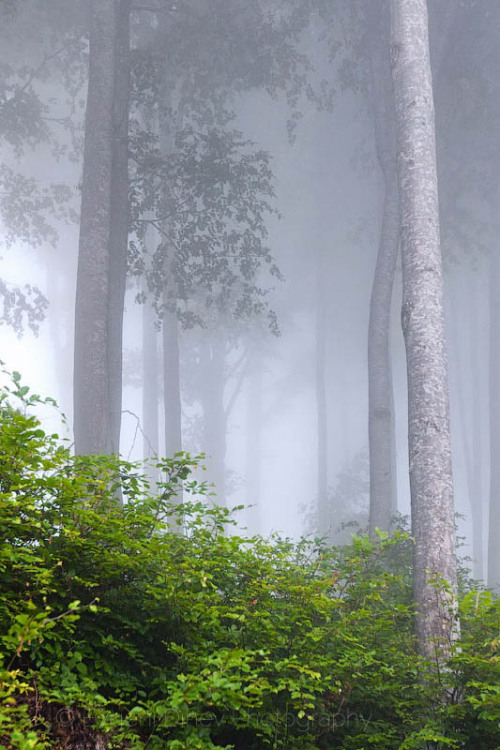 ponderation:Trees & Shrubs by Evgeni Dinev