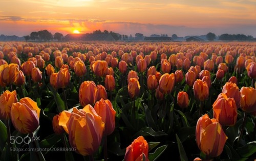 Sunset tulips by johschermer