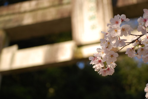 shakle-rayz: 菊池神社の桜は七分咲き