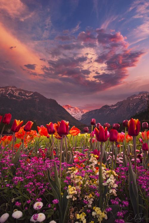 lifeisverybeautiful: Tulip Valley by Erik Sanders