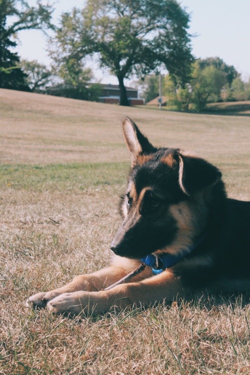 avenuesofinspiration:  Ear Flop | @Mammothstock | AOI