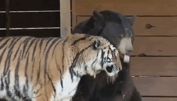 havemanymonkeys:nuzzle nuzzle nuzzle.