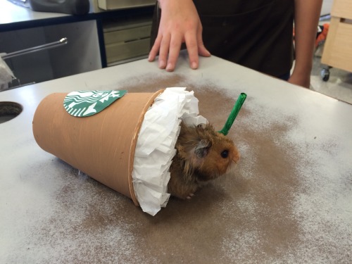 kokomomothepeach: I entered my hamster, Mr. Papas, in a Halloween costume contest at Petco. He dress