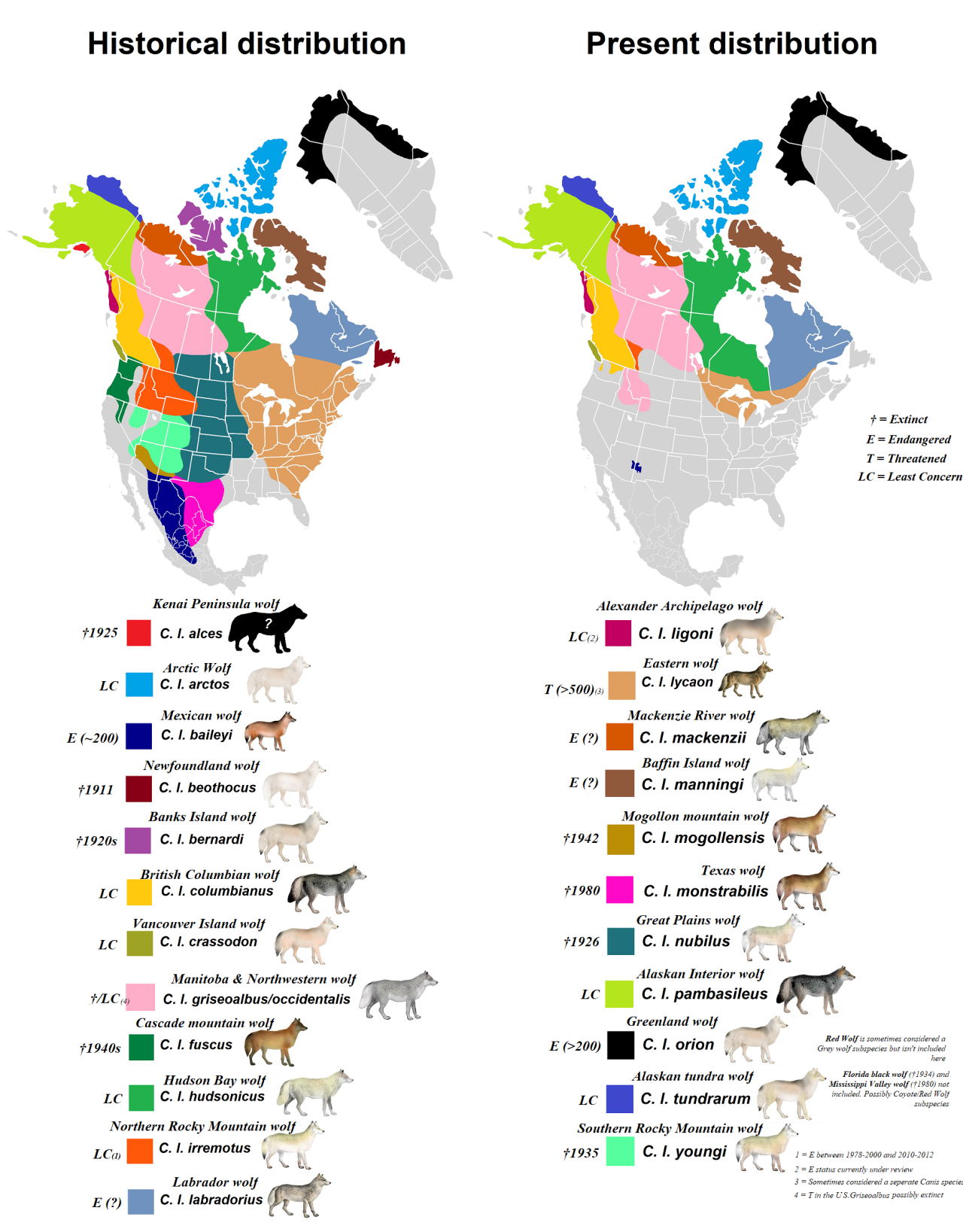 The Gray Wolf: Animals of North America - WorldAtlas