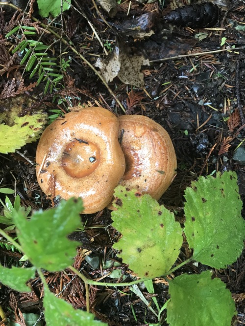 26/10/2020 When cut or bruised, this milkcap mushroom oozes a Not Ominous At All Thick Dark Red Liqu