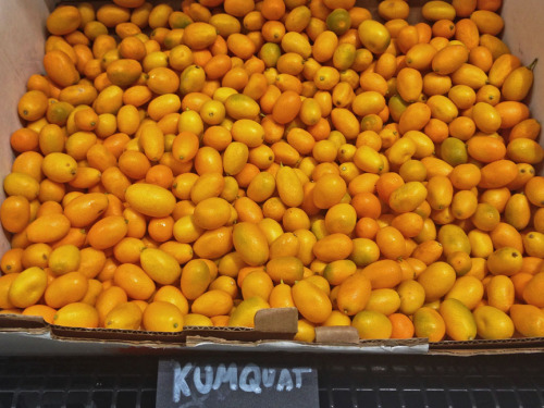 hqcreations:hqcreations:Regrowing Store-Bought Kumquats!Adding another citrus to my collection. If y