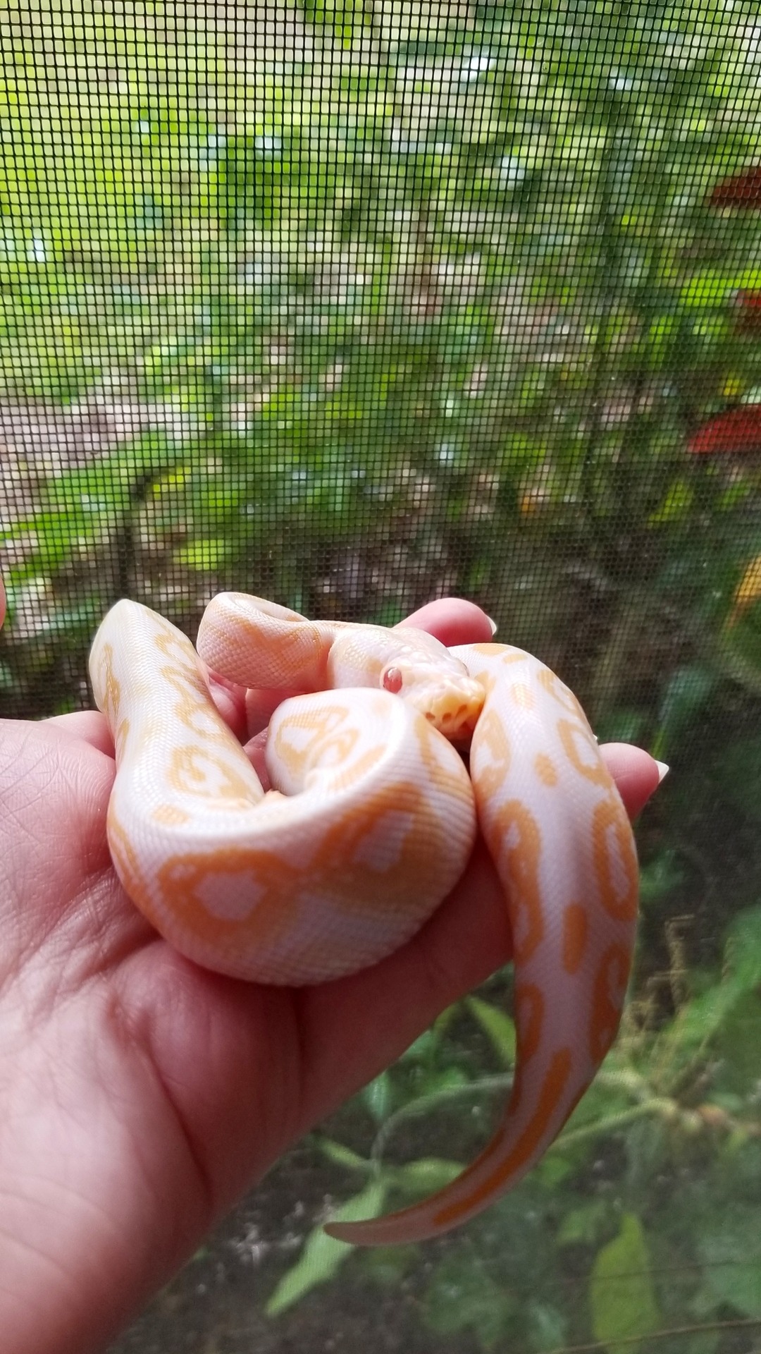 scalesorfur: Sniffed the world, now I hide.
