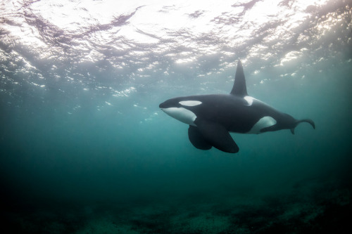  Freediving with orcas: The humbling experience