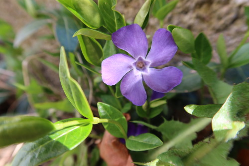 anskupics: Vinca minor — lesser periwinkle a.k.a. dwarf periwinkle 