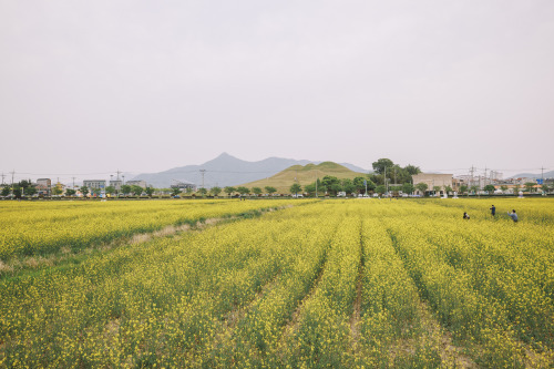 2022-04-23rape flowersCanon EOS R3 + RF15-35mm f2.8L ISInstagram  |  hwantastic79vivid