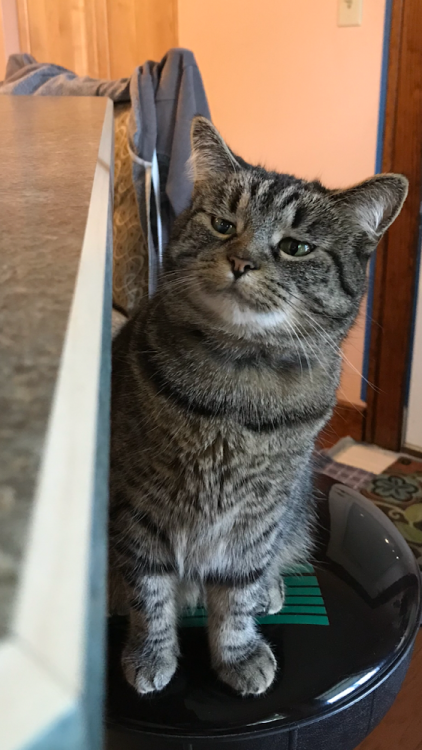 thecutestcatever: tumbler-of-cats: Skeptical cat is skeptical   @coolcatgroup’s cat,